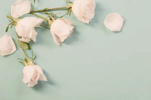 Красивые Розы Зеленом Бумажном Фоне — стоковое фото