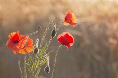 Kırmızı haşhaş güneşli alanda