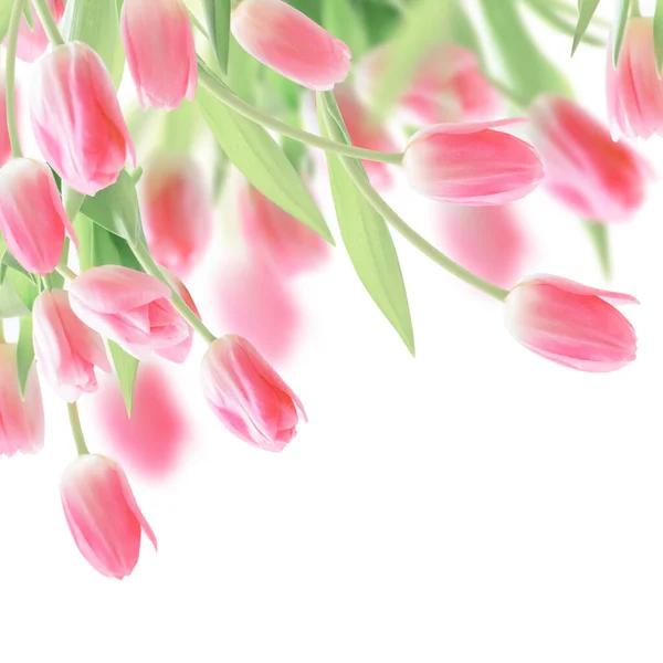 Pink Tulips Isolated White Background — Stock Photo, Image