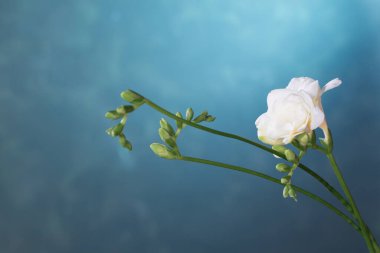 Mavi arkaplanda beyaz frezya