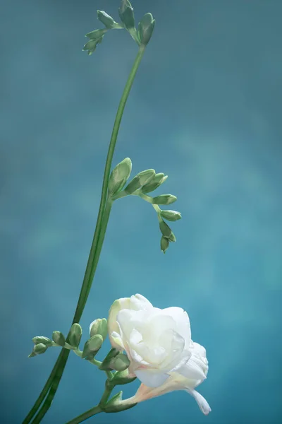 青い背景の白いフリージア — ストック写真