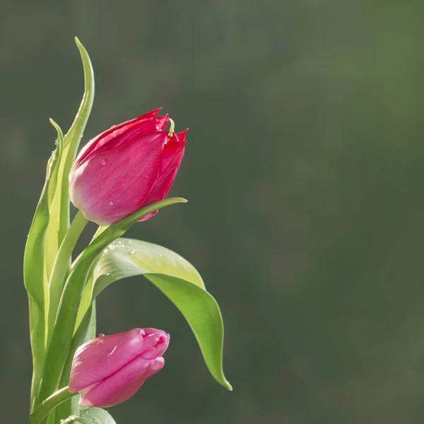 Hermosos Tulipanes Sobre Fondo Verde — Foto de Stock