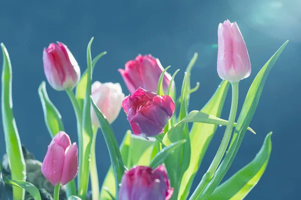 Piękne Tulipany Niebieskim Tle — Zdjęcie stockowe