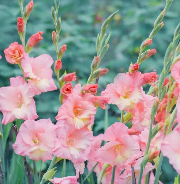 Schöne Rosa Gladiolenblüten Freien — Stockfoto