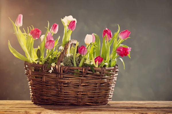 Tulips Old Basket Green Background — Stock Photo, Image