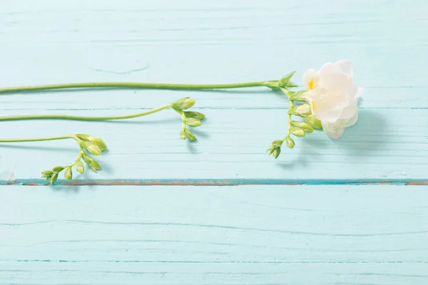 Fleurs Freesia Sur Fond Bois Peint — Photo