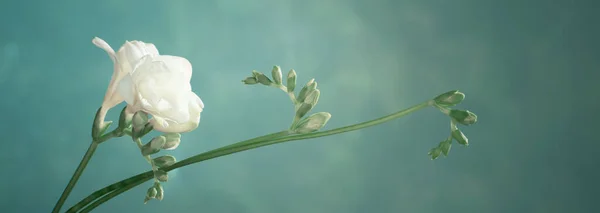 Flor Hierba Joe Pye — Stockfoto