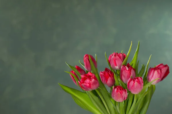 red tulips on green background