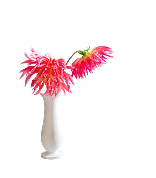 Pink Dahlias Vase Isolated White Background — Stock Photo, Image