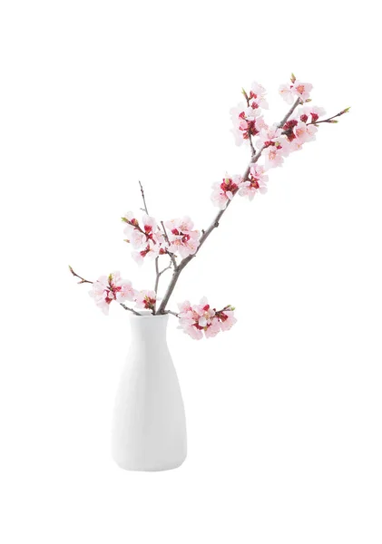 Flowering Pink Cherry Branch Vase Isolated White Background — Stock Photo, Image