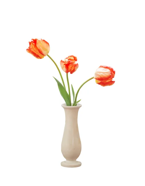白い背景で隔離の花瓶のチューリップ — ストック写真