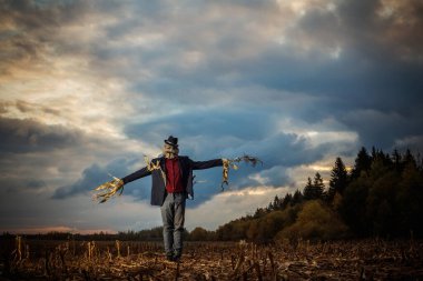 Korkuluk sonbahar tarlasında duruyor akşam gökyüzüne karşı