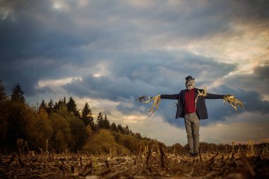 Korkuluk sonbahar tarlasında duruyor akşam gökyüzüne karşı