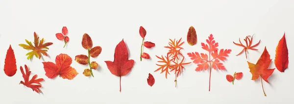 Beyaz Arkaplanda Kırmızı Sonbahar Yaprakları — Stok fotoğraf