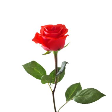 kırmızı gül beyaz arkaplanda izole