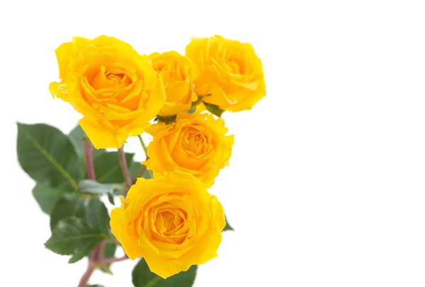Orange Yellow Beautiful Roses Isolated White Background — стоковое фото