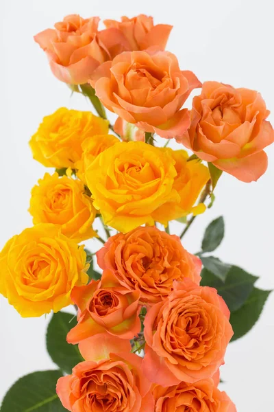 白を背景にオレンジと黄色の美しいバラ — ストック写真