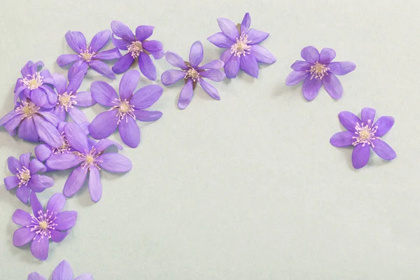 Primavera Flores Violetas Fundo Verde — Fotografia de Stock