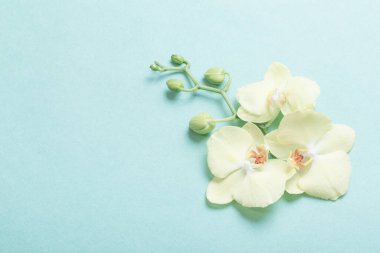 Yeşil kağıtta sarı orkideler