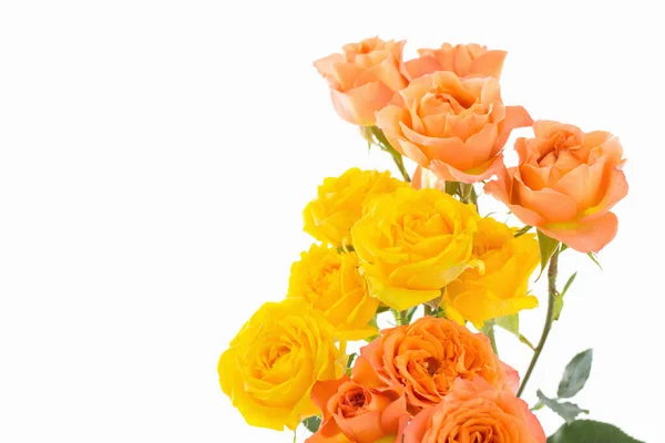 Orange Jaune Belles Roses Sur Fond Blanc — Photo