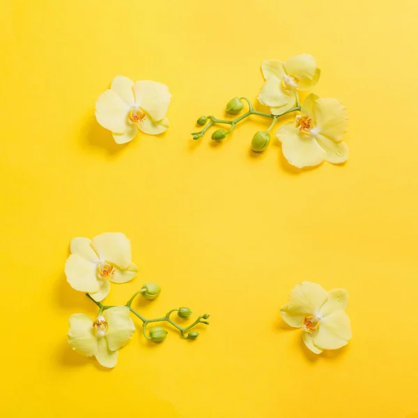 Storczyki Kwiaty Żółtym Tle Papieru — Zdjęcie stockowe