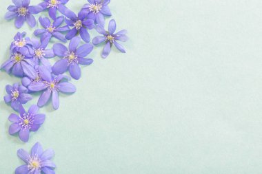 yeşil arka planda bahar menekşeleri