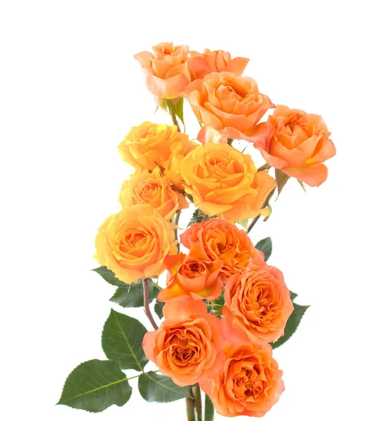 Laranja Amarelo Belas Rosas Isoladas Fundo Branco — Fotografia de Stock