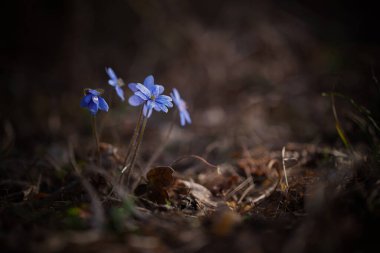 Bahar ormanlarında mavi kar damlaları kapanıyor