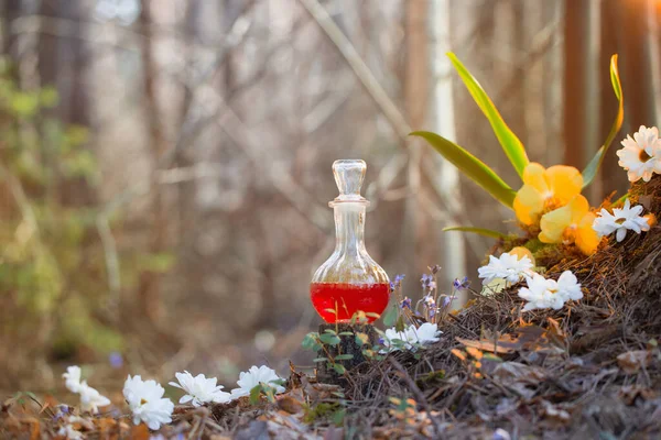 Potion Magique Bouteille Dans Forêt Fées — Photo