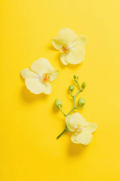 Storczyki Kwiaty Żółtym Tle Papieru — Zdjęcie stockowe