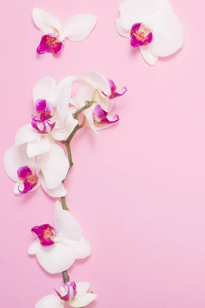 Λευκά Λουλούδια Ορχιδέας Ροζ Χάρτινο Φόντο — Φωτογραφία Αρχείου