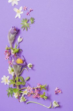 menekşe arkaplanda bahar çiçekleri