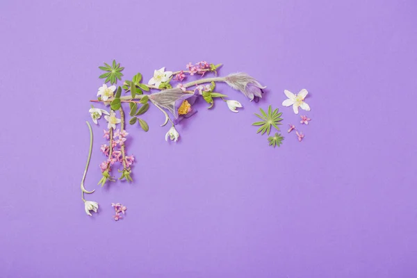 Frühlingsblumen Auf Violettem Hintergrund — Stockfoto