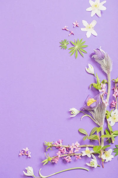 Frühlingsblumen Auf Violettem Hintergrund — Stockfoto