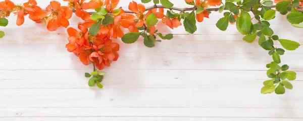 Flores Vermelhas Fundo Madeira Branco — Fotografia de Stock