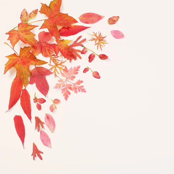 Червоне Осіннє Листя Білому Тлі — стокове фото