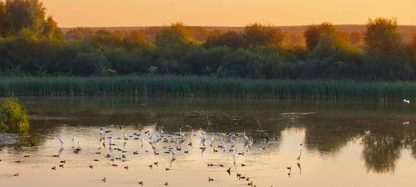 Herde Von Reihern Auf Dem See Bei Sonnenuntergang — Stockfoto