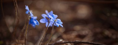 Bahar ormanlarında mavi kar damlaları kapanıyor