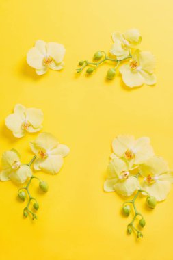 Sarı kağıttaki orkideler