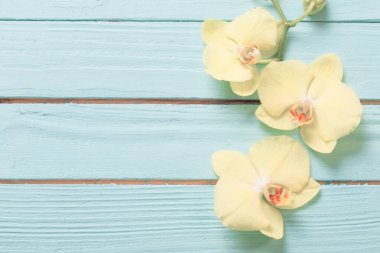 Mavi ahşap arkaplanda sarı orkideler