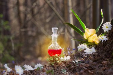 Sihirli iksir peri ormanında şişede