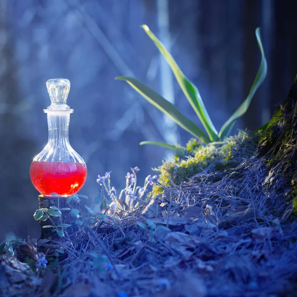 Pozione Magica Bottiglia Nella Foresta Delle Fate — Foto Stock