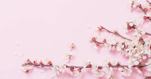 Kwiaty Wiśni Różowym Tle Papieru — Zdjęcie stockowe
