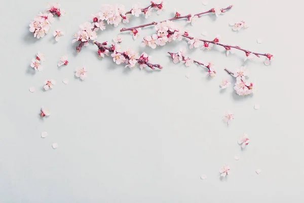 Flores Cerezo Rosa Sobre Fondo Papel — Foto de Stock