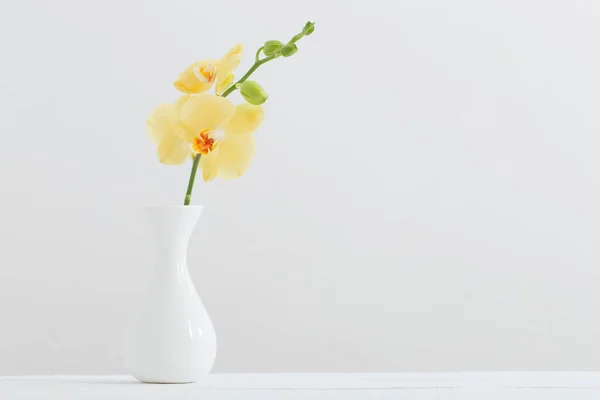 白色背景花瓶中的黄色兰花 — 图库照片
