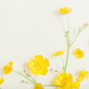yellow buttercups on yellow paper background clipart