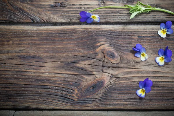 Flores Viola Fundo Madeira Escura — Fotografia de Stock