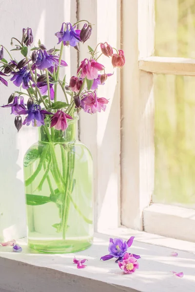 Pencere Üzerinde Yeşil Vazo Aquilegia Çiçekler — Stok fotoğraf