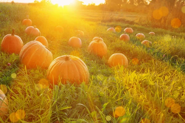 Feld Mit Orangen Kürbissen Bei Sonnenuntergang — Stockfoto