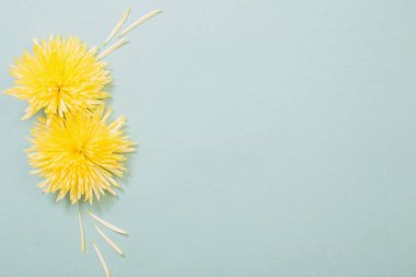 Yeşil kağıtta sarı kasımpatı